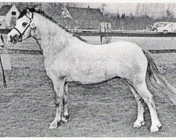 stallion Weston Falcon (Welsh mountain pony (SEK.A), 1975, from Revel Janus)