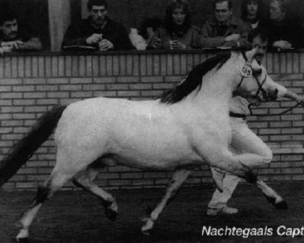 stallion Nachtegaal's Captain (Welsh mountain pony (SEK.A), 1983, from Weston Falcon)