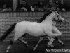 stallion Nachtegaal's Captain (Welsh mountain pony (SEK.A), 1983, from Weston Falcon)