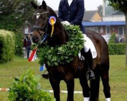 dressage horse Petit Pompidou TSF (Trakehner, 2005, from Latimer)