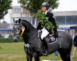 stallion Cascor Z (Holsteiner, 2007, from Casall Ask)