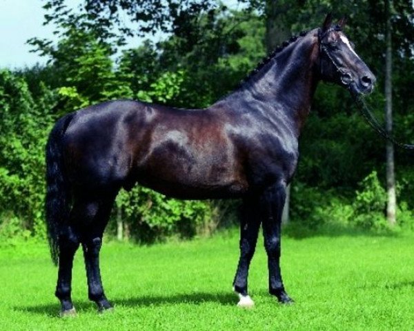 stallion Equador (Dutch Warmblood, 1986, from Voltaire)