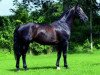 stallion Equador (Royal Warmblood Studbook of the Netherlands (KWPN), 1986, from Voltaire)