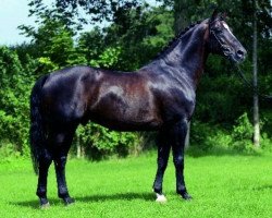 stallion Equador (KWPN (Royal Dutch Sporthorse), 1986, from Voltaire)