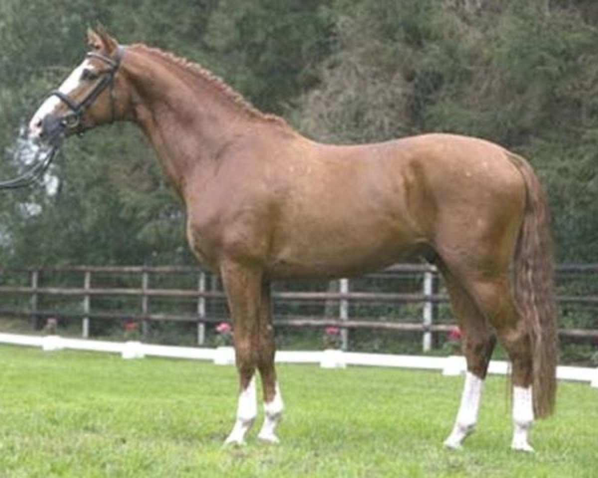 Deckhengst Dragon Heart (Westfale, 2004, von Dresemann)