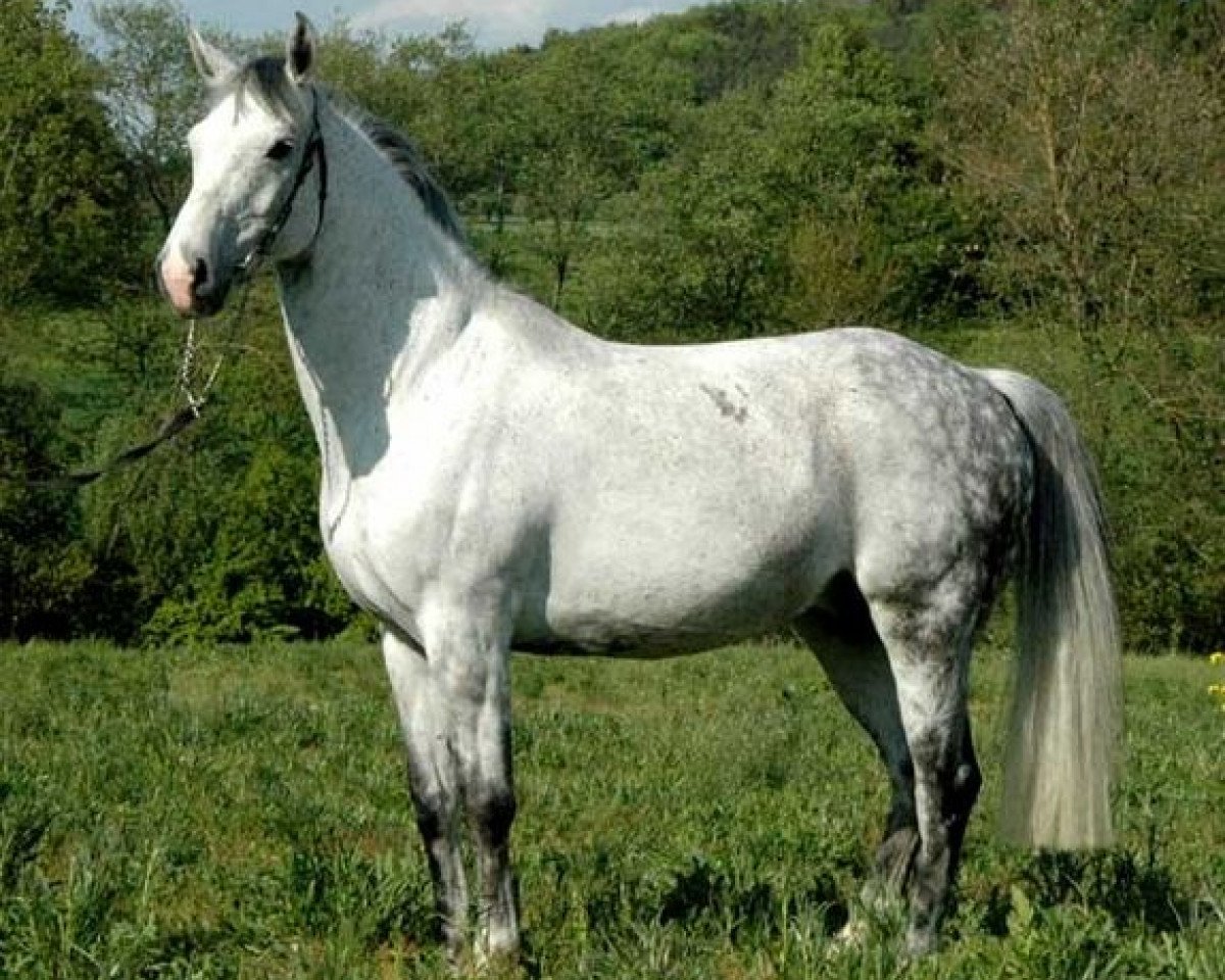 broodmare Celine Dion 9 (Oldenburg, 1996, from Calido I)