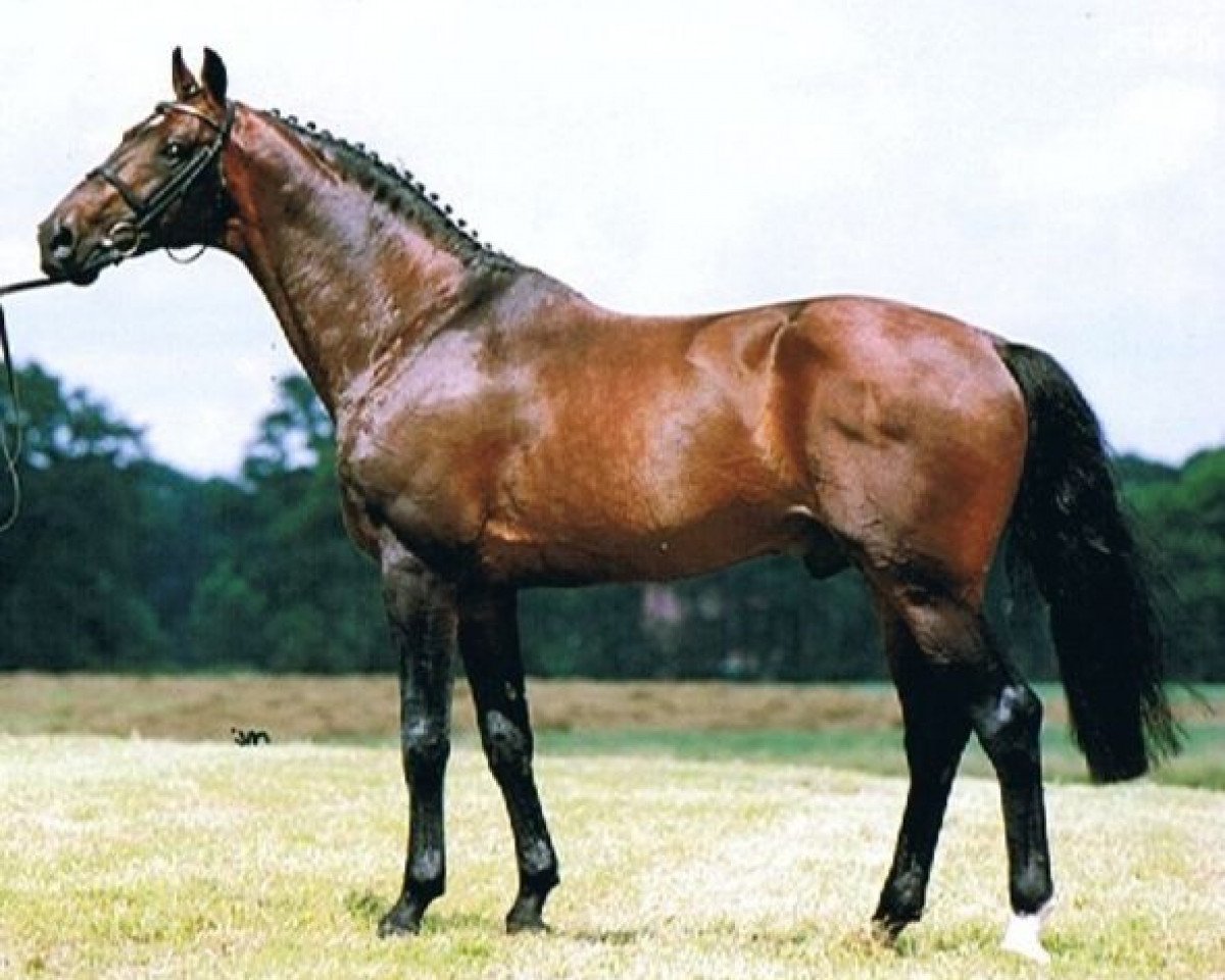 Deckhengst Germus R (KWPN (Niederländisches Warmblut), 1988, von Joost)