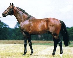 stallion Germus R (KWPN (Royal Dutch Sporthorse), 1988, from Joost)