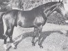 stallion Mephisto (Holsteiner, 1974, from Maximus)