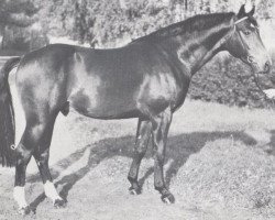 stallion Mephisto (Holsteiner, 1974, from Maximus)