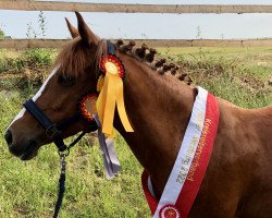 dressage horse Dana 445 (German Riding Pony, 2011, from Cornett)