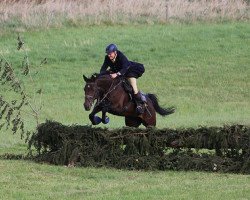 dressage horse Diorissima 9 (Hanoverian,  , from Davignon I)