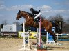 jumper Paladin Angel (German Sport Horse, 2008, from Pizarro)