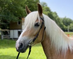 Zuchtstute Stina (Haflinger, 2018, von Sternblick 9)