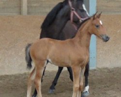 Pferd RM Timberlady (Deutsches Reitpony, 2012, von Timberland)