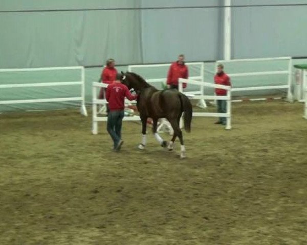 dressage horse Balotelli 3 (Westphalian, 2010, from Belissimo NRW)