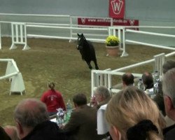 dressage horse Hengst von Ampere (Westphalian, 2010, from Ampère)