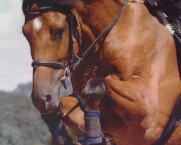 horse Lucky Skyfly (Holsteiner, 1997, from Little Rock)