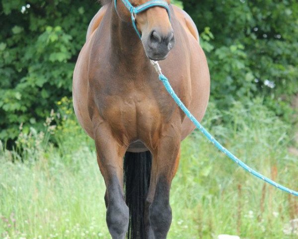 horse Lombardo (Bavarian, 1993, from Landsberg)