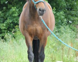 horse Lombardo (Bavarian, 1993, from Landsberg)