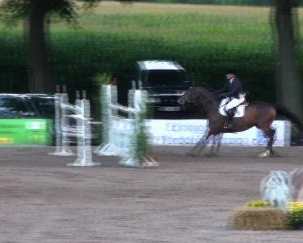 jumper Sandy 2 (Hanoverian, 2001, from Stakkato)