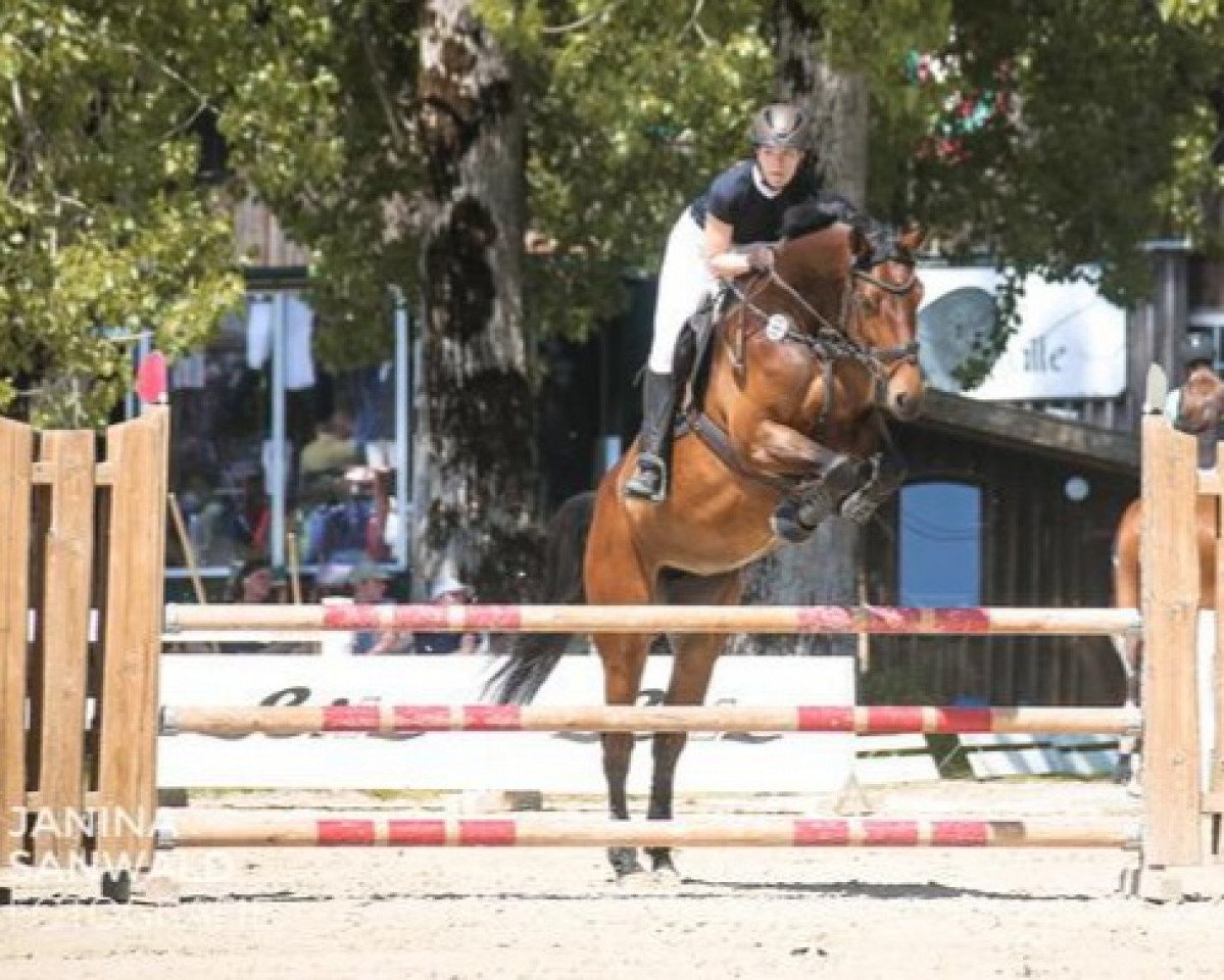 jumper Catalina 54 (Zangersheide riding horse, 2015, from Concetto)