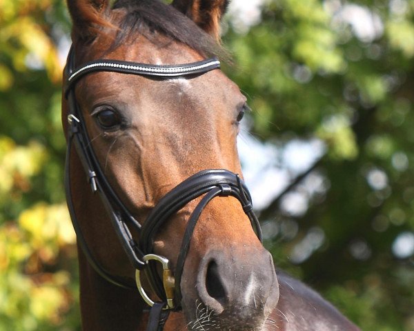 dressage horse Sweet Hope (Hanoverian, 2007, from San Remo)