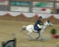 jumper Giardina (Hanoverian, 1998, from Germany)