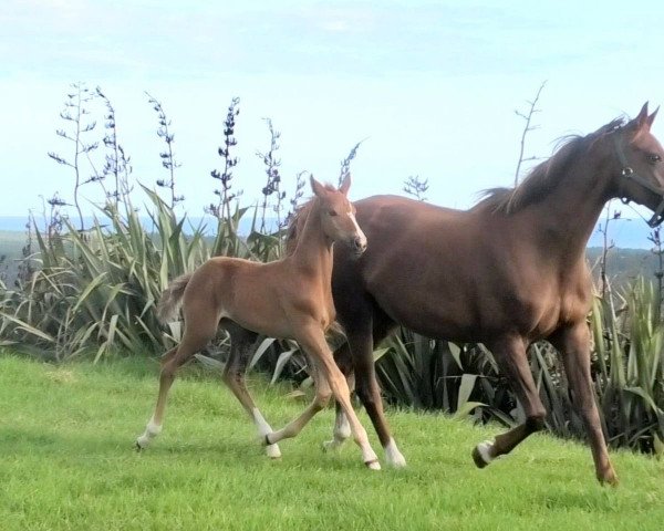 broodmare Kiteroa Gwynavere (New Zealand Warmblood, 2001, from Anamour)