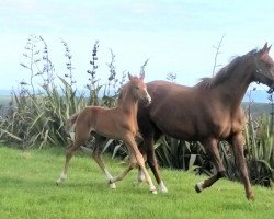 broodmare Kiteroa Gwynavere (New Zealand Warmblood, 2001, from Anamour)