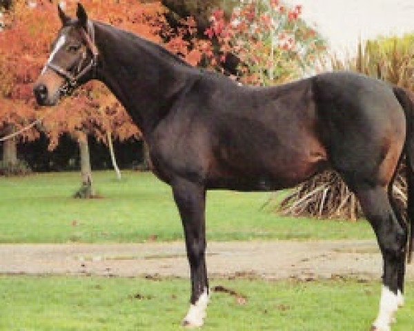 stallion Auk xx (Thoroughbred, 1969, from Sea-Bird II xx)