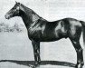 stallion Targui xx (Thoroughbred, 1946, from Djebel xx)