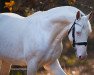 stallion Krem (Hungarian Warmblood, 2010, from Robin Hood)