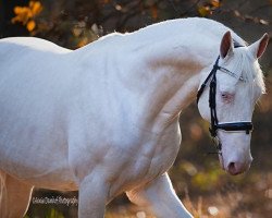 Deckhengst Krem (Ungarisches Warmblut, 2010, von Robin Hood)