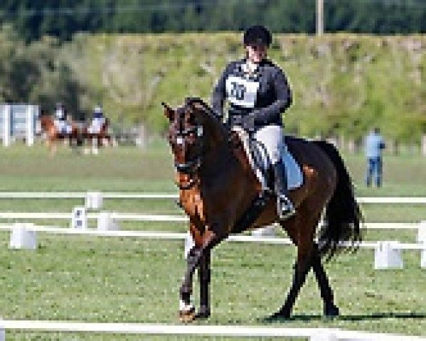 horse Kiteroa Lara (New Zealand Warmblood, 2005, from Landioso)