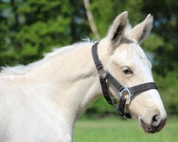 horse Merværdi's Yuna (Frederiksborg, 2022, from Krem)