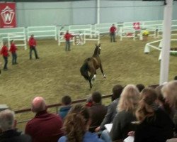 jumper Balou's Bailando (Westphalian, 2010, from Balou du Rouet)