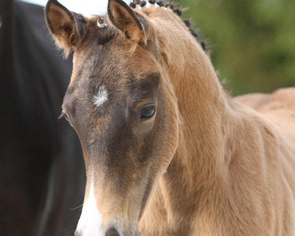 Dressurpferd Mr. Bean TH (Deutsches Reitpony, 2022, von Macao San)