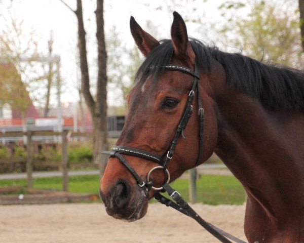 dressage horse Lestat (Westphalian, 2000, from Lamoureux II)