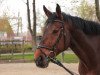 dressage horse Lestat (Westphalian, 2000, from Lamoureux II)