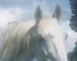 stallion Aberlou xx (Thoroughbred, 1970, from Aberconway xx)