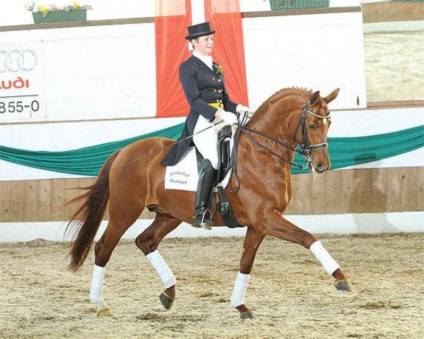 stallion Le Rouge 7 (Trakehner, 2002, from Pret a Porter)