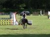 dressage horse La Jou A (German Riding Pony, 2005, from Veivel R)