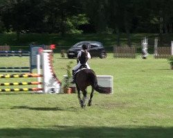 dressage horse La Jou A (German Riding Pony, 2005, from Veivel R)