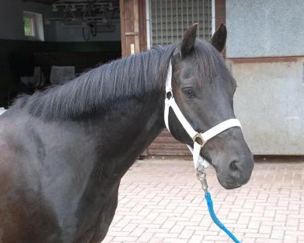 Pferd Holsteins Fernando (Deutsches Reitpony, 1995, von Rosedale Falcon)