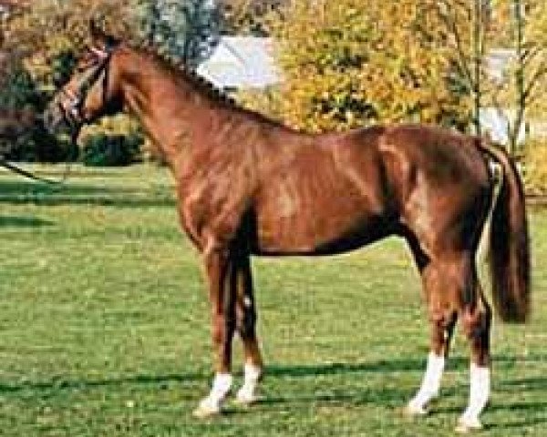 stallion Plural (Hanoverian, 1992, from Passepartout)