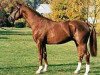 stallion Plural (Hanoverian, 1992, from Passepartout)