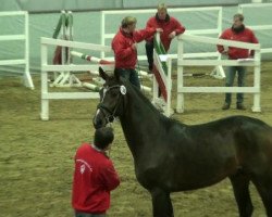 dressage horse Chiron 26 (Westphalian, 2010, from Christ)