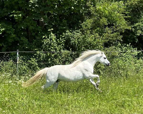 horse Cynon Isabella (Welsh mountain pony (SEK.A), 2016, from Jacala Zacquil)