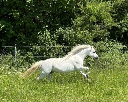 Pferd Cynon Isabella (Welsh Mountain Pony (Sek.A), 2016, von Jacala Zacquil)